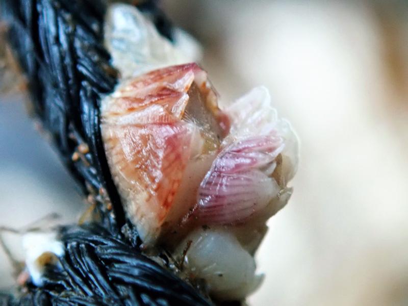 Close up of Hesperibalanus fallax found on a Lobster cage washed up at Paignton Beach. Ca. 3-5 mm across.