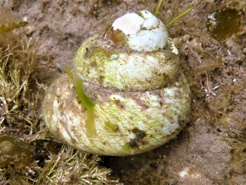 The Turban Top Shell Gibbula magus