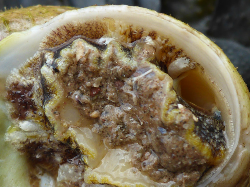 Apertural view of Gibbula magus