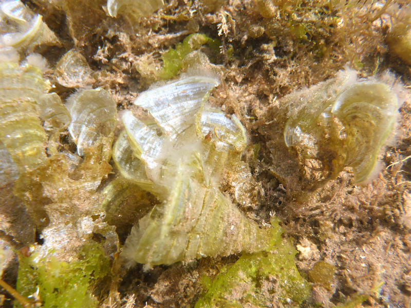 Peacock's tail Padina pavonica