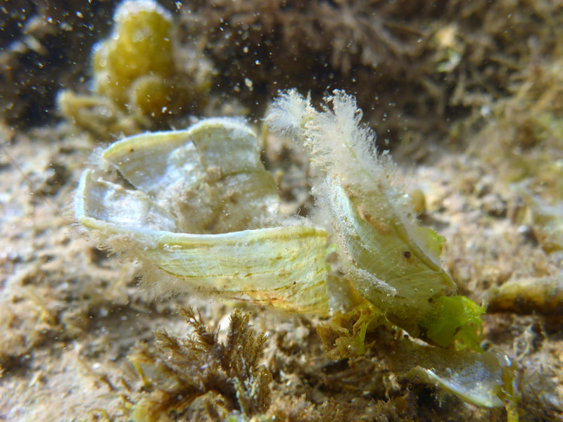 Peacock's tail Padina pavonica