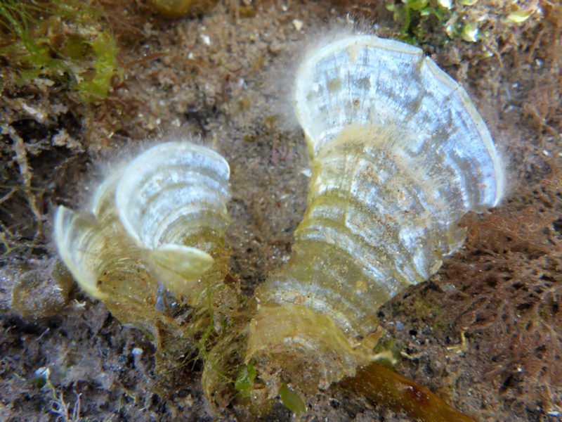 Peacock's tail Padina pavonica