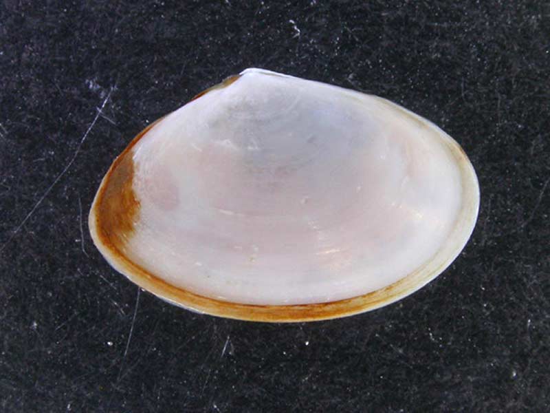 Abra alba.