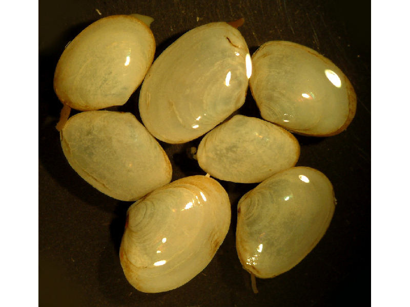 A group of Abra alba.