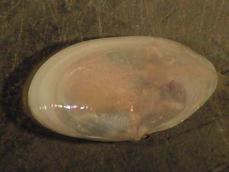 Abra nitida.