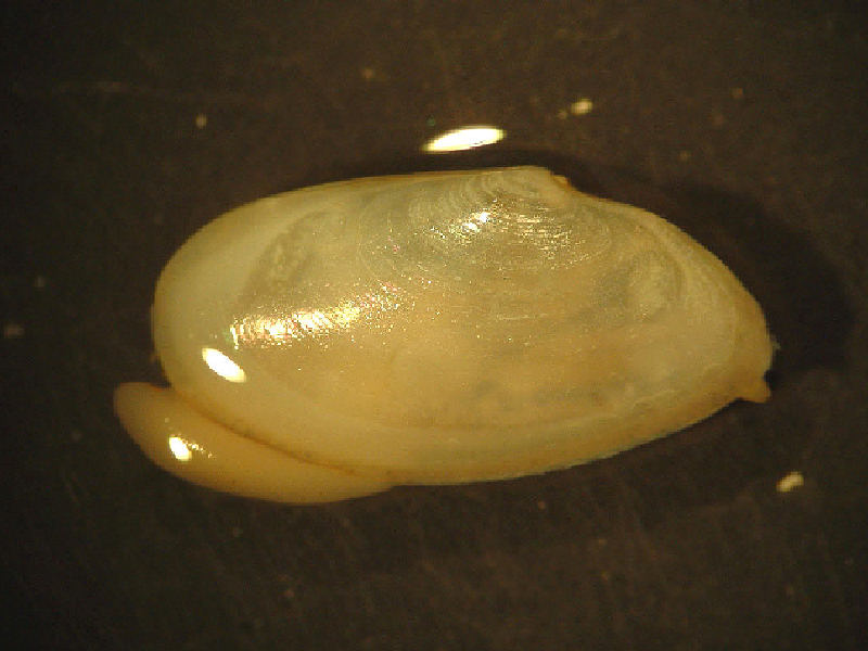 The bivalve Abra prismatica.