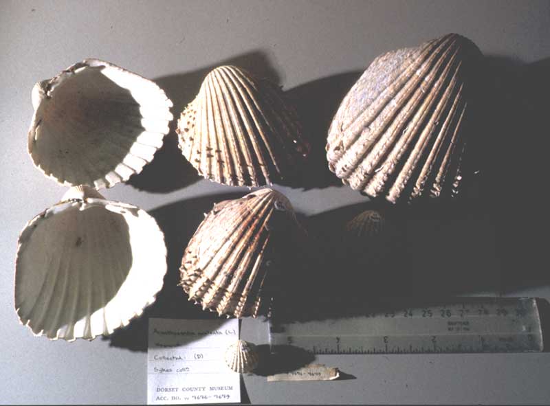 Museum specimens of the spiny cockle.