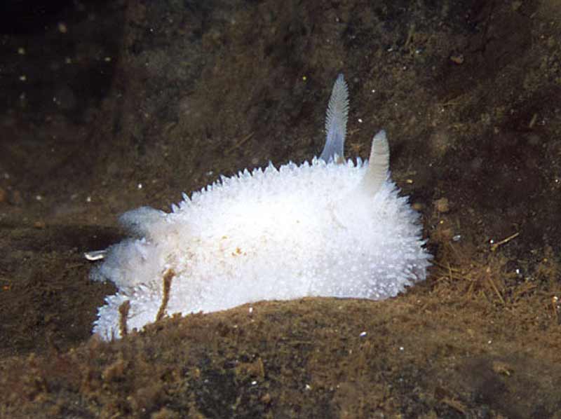 Acanthodoris pilosa.