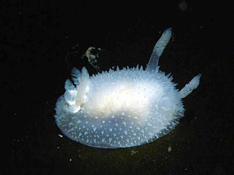 Acanthodoris pilosa in laboratory.