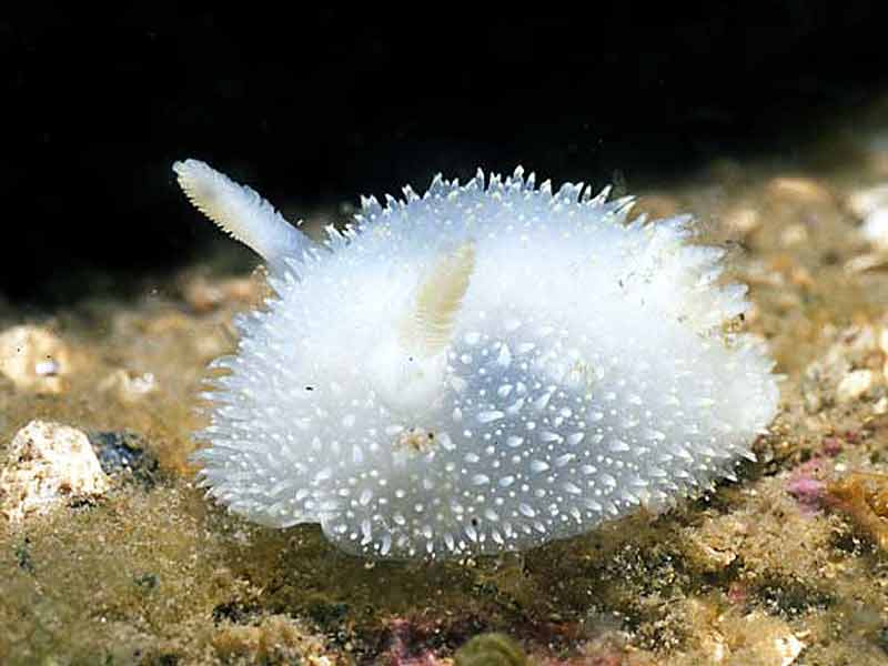 Acanthodoris pilosa on substratum.