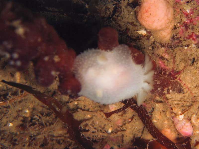 Acanthodoris pilosa in the Scilly Isles.
