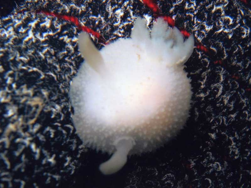 Close up view of Acanthodoris pilosa.