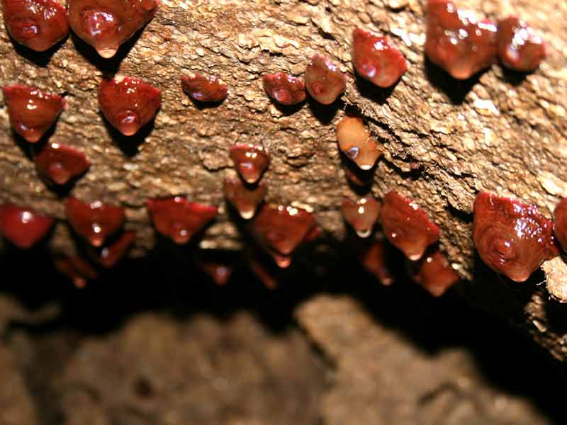 Closed Actinia equina individuals on an overhang.