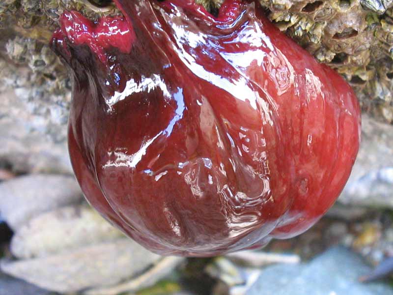 A closed Actinia equina individual at low tide.