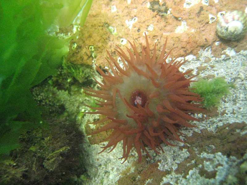 An Actinia equina attached to the substratum.