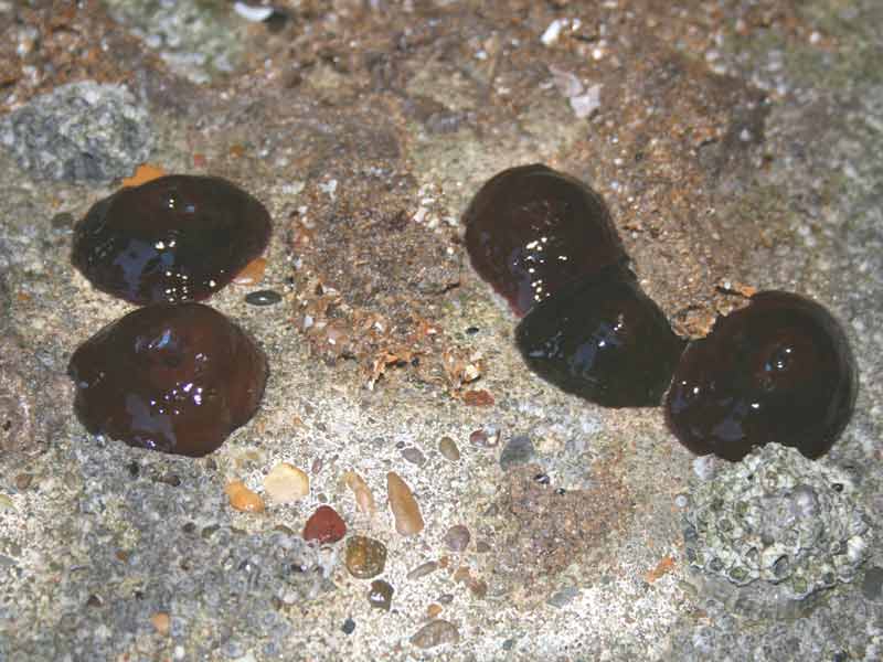 Image: Five closed Actinia equina individuals at low tide.