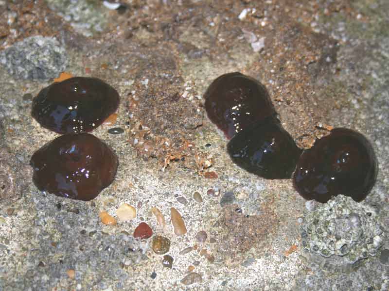 Five closed Actinia equina individuals at low tide.