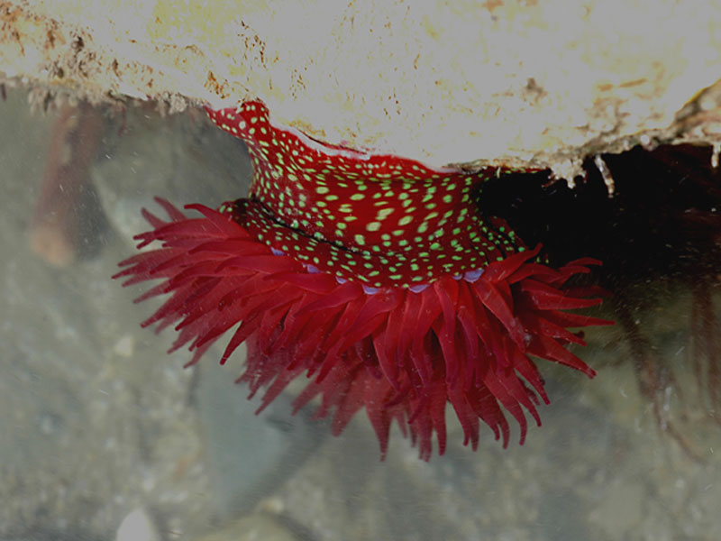 Actinia fragacea hanging off rock at Divers Beach, Lundy.