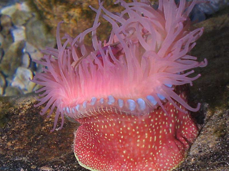 Actinia fragacea taken in Wales.