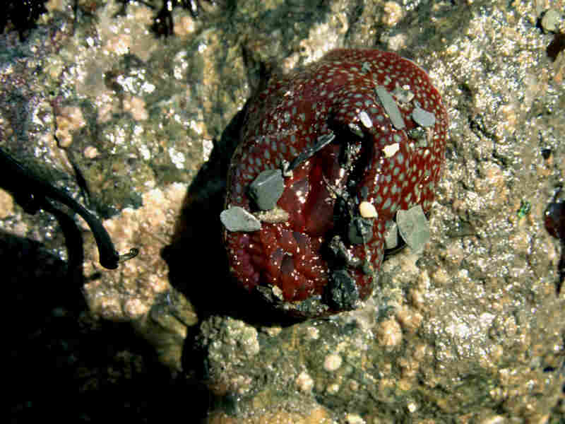 Image: Entire Actinia fragacea with tentacles retracted.
