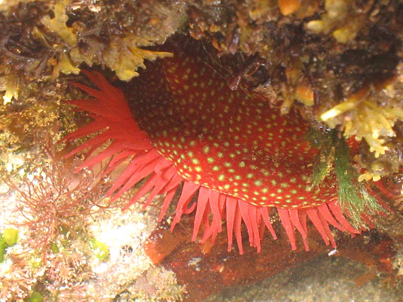 Actinia fragacea in rock pool.