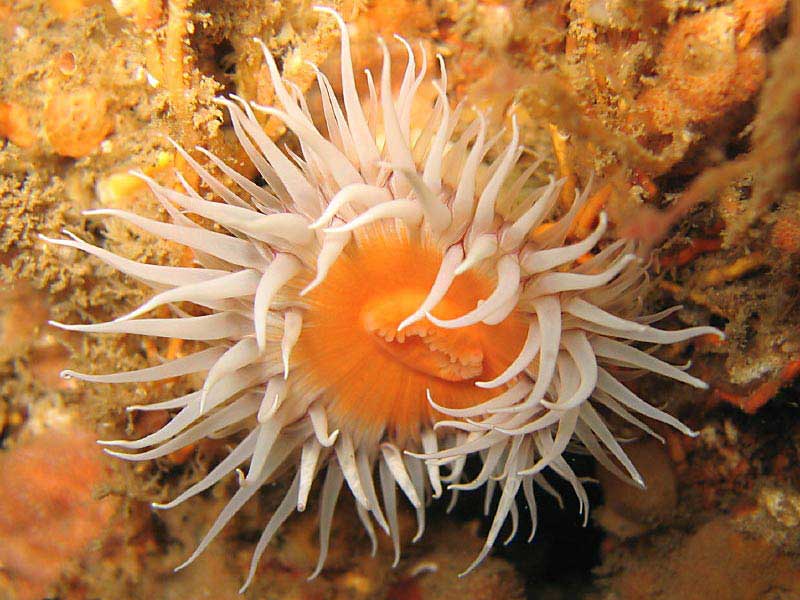 Actinothoe sphyrodeta showing the 'fried egg' colour morph on the wreck of the Mohegan at the Manacles, Cornwall.
