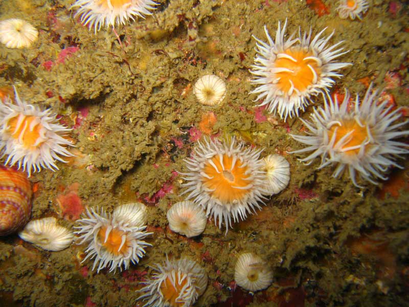 Actinothoe sphyrodeta Penryn Reef, Manacles, southwest Cornwall.