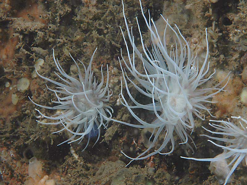 White Actinothoe sphyrodeta at Firestone Bay in Plymouth Sound.