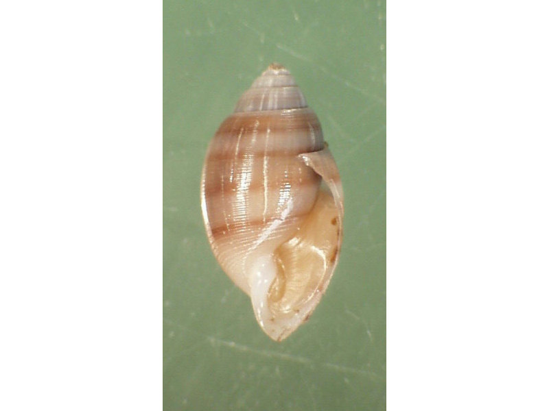 Acteon tornatilis shell, approximately 1.5 cm.