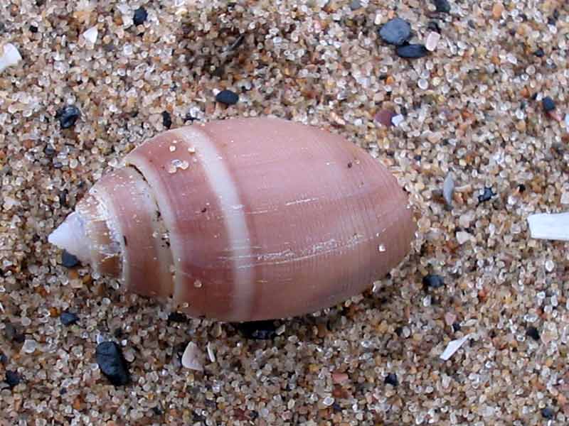 Acteon tornatilis on Aberavon beach.