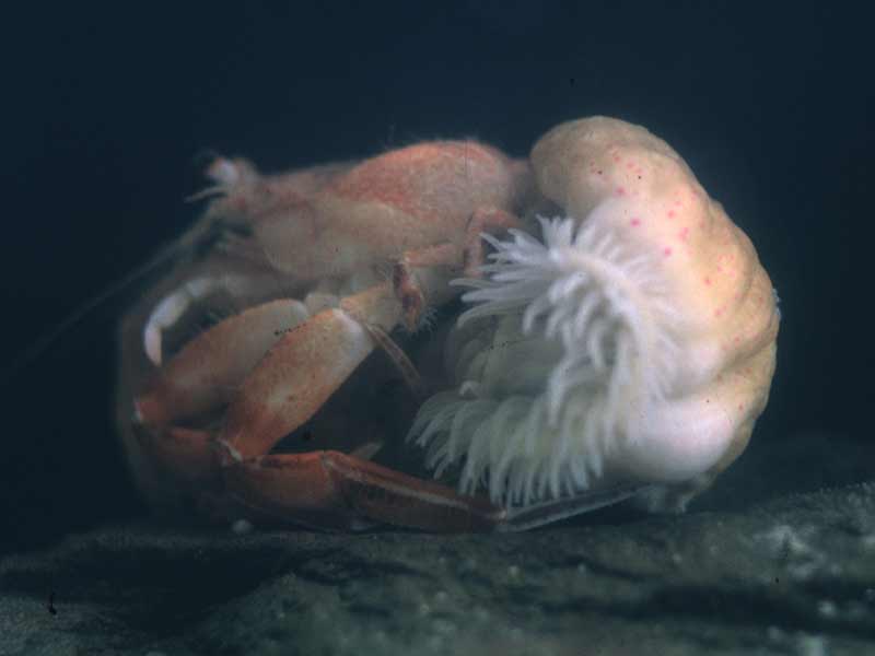 Aquarium photograph of Adamsia palliata on Pagurus prideaux.