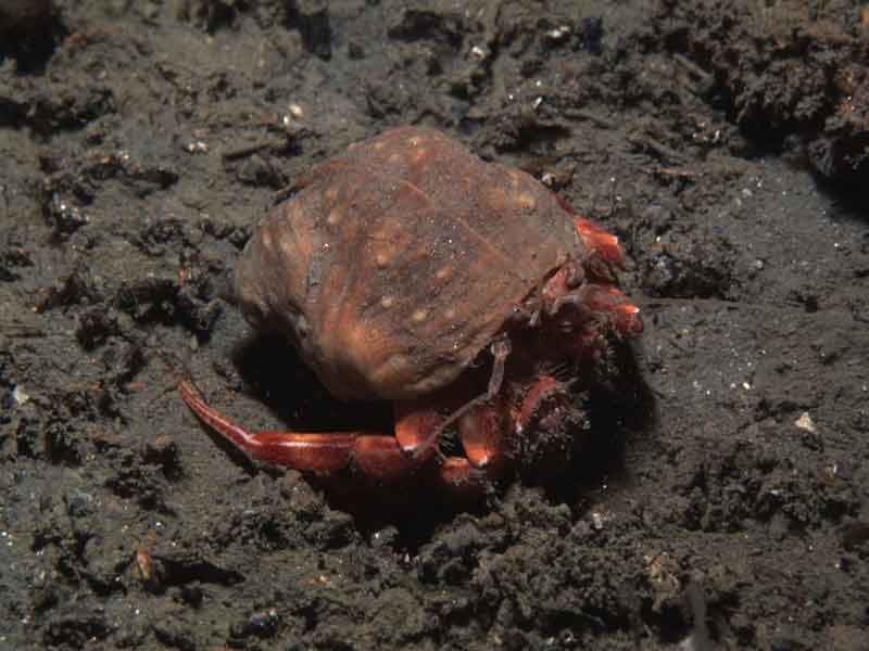 Adamsia palliata on hermit crab.