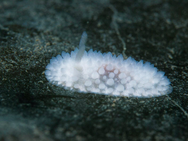 Image: The sea slug Adalaria proxima.