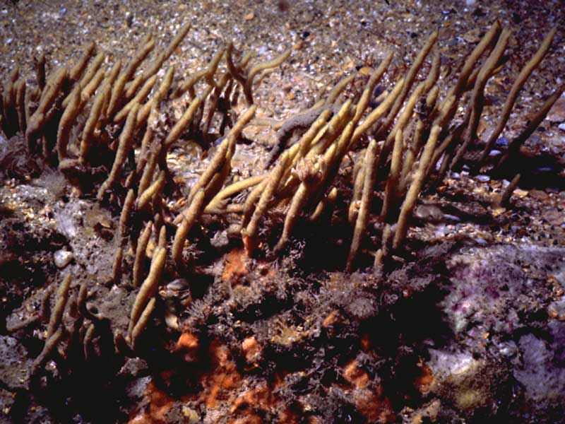 Adreus fascicularis in typical habitat of sand-covered rocks.