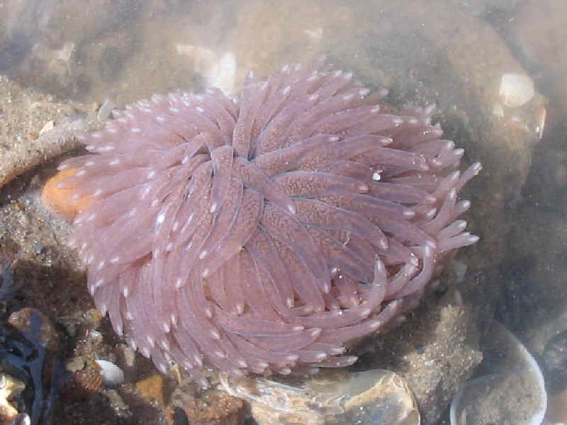 Image: The grey sea slug Aeolidia papillosa.