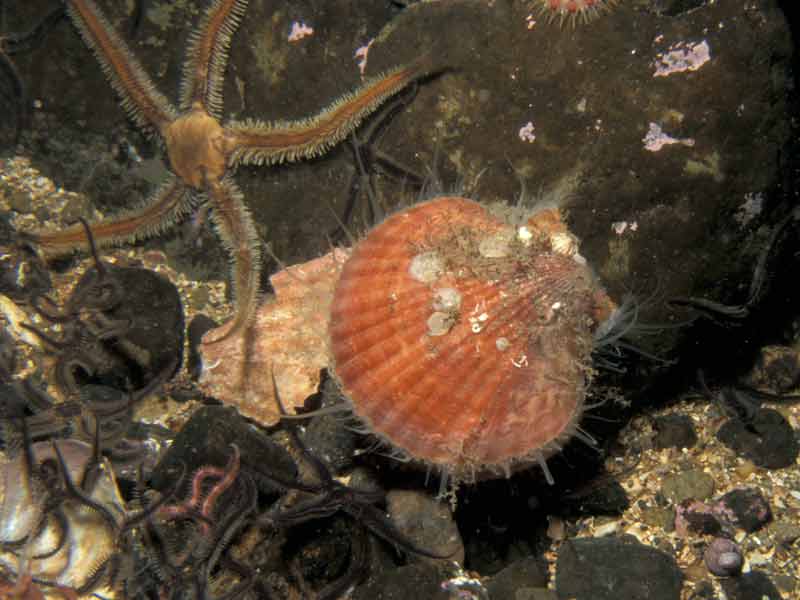 Aequipecten opercularis on mixed substrata.