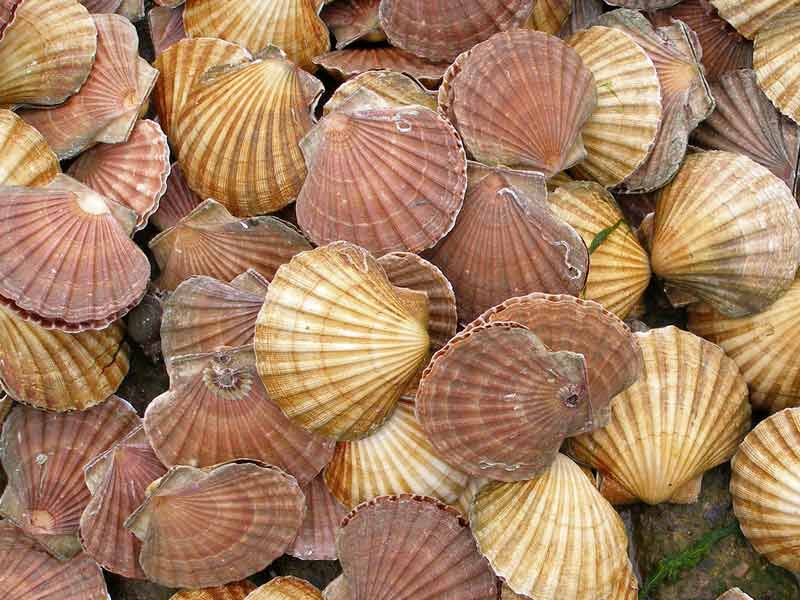 Pecten maximus shells.