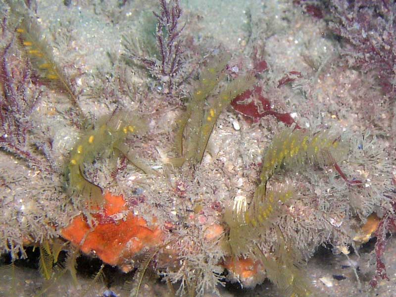 Aglaophenia kirchenpaueri on a subtidal rock.