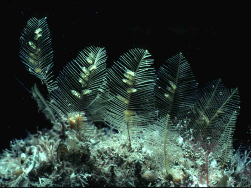 Aquarium photograph of colonies with gonothecae.