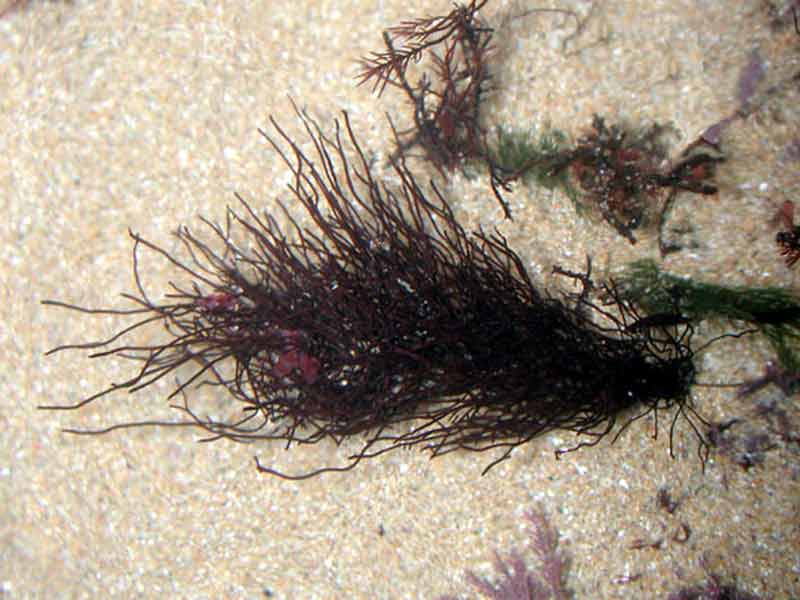 Bushy specimen of Ahnfeltia plicata in shallow sandy lower shore pool.