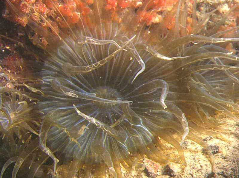 Image: Entire individual with other smaller anemones around.
