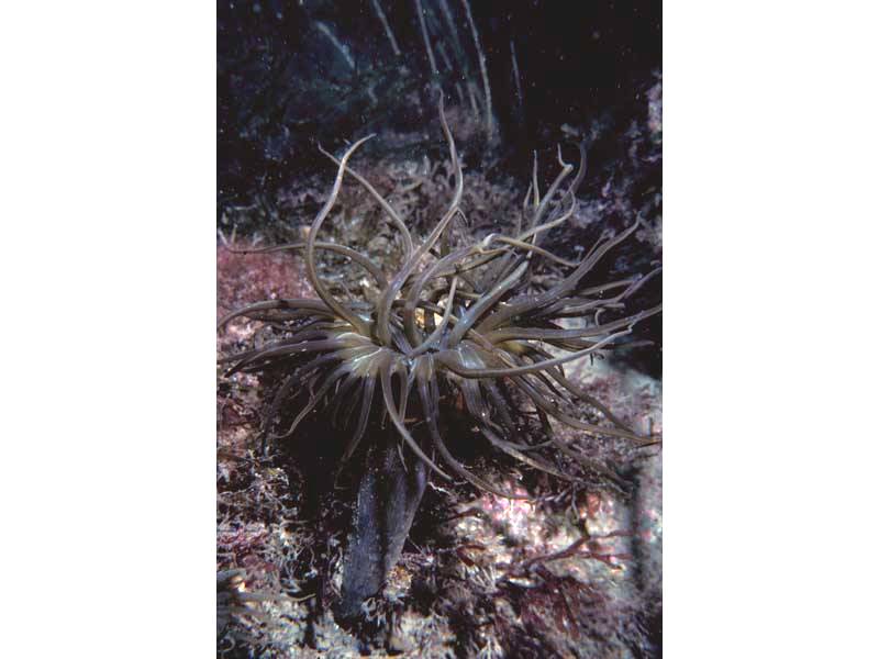 Aiptasia couchii at Knoll Pins, Lundy Island.