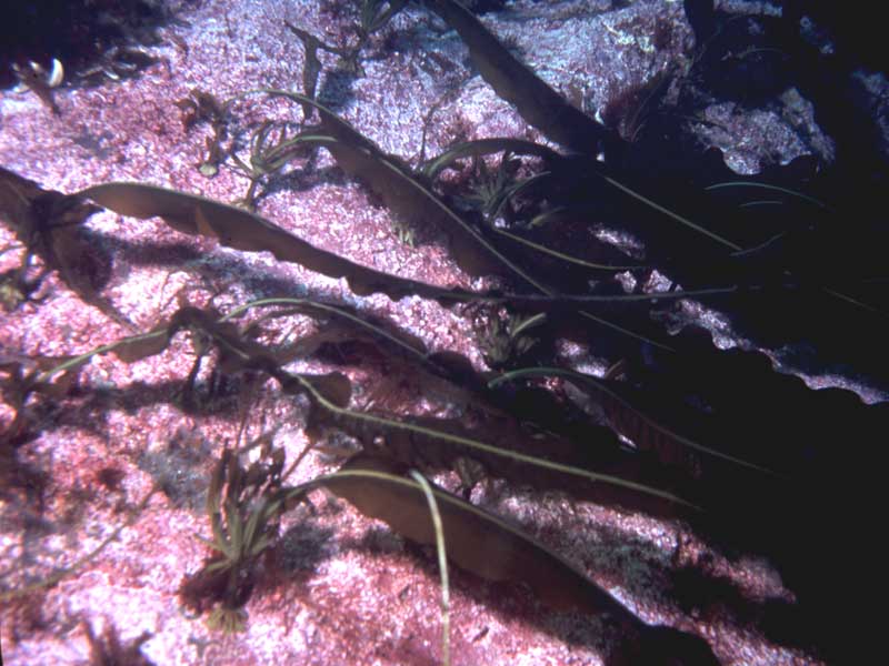 Alaria esculenta on sublittoral fringe rock.