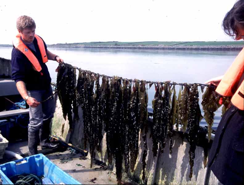 Aquaculture of Alaria esculenta on ropes in Ireland.