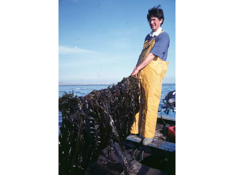 Alaria esculenta culture on long-line in Ard Bay, Connamara.