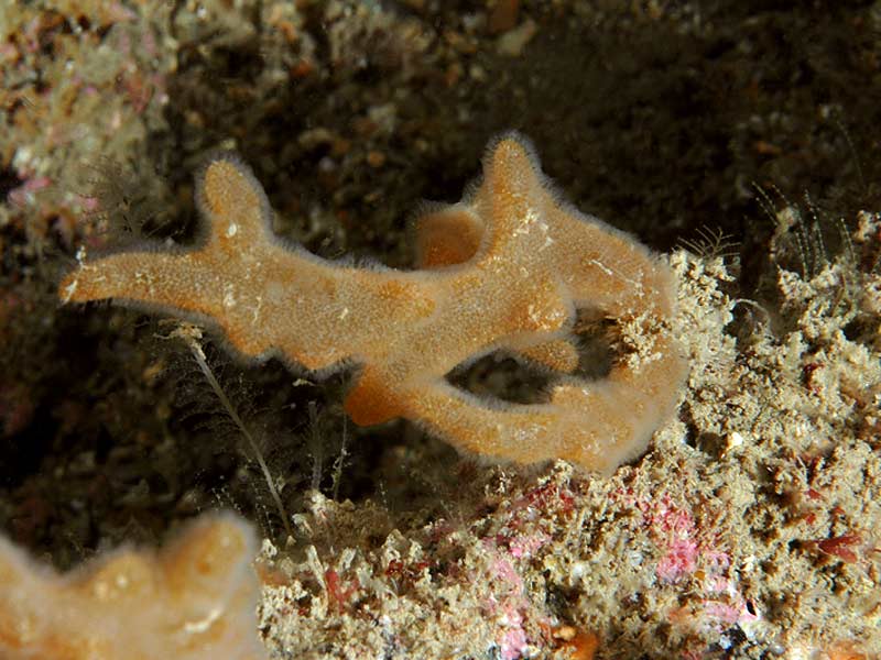 Alcyonidium diaphanum at Stoke Point, Plymouth.