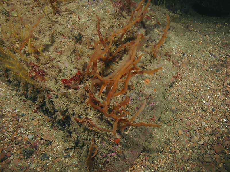 Alcyonidium diaphanum colony on rocky out crop, Mewstone, Plymouth.