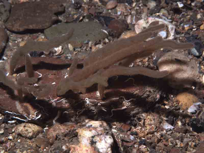 The gelatinous bryozoan Alcyonidium diaphanum colonizing cobbles at 25 m depth.