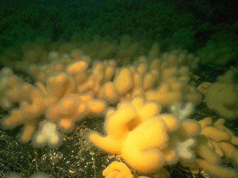 Dense bed of  Alcyonium digitatum.