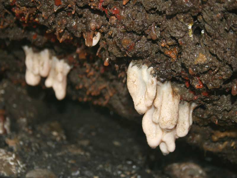 Alcyonium digitatum under an overhang at low tide.